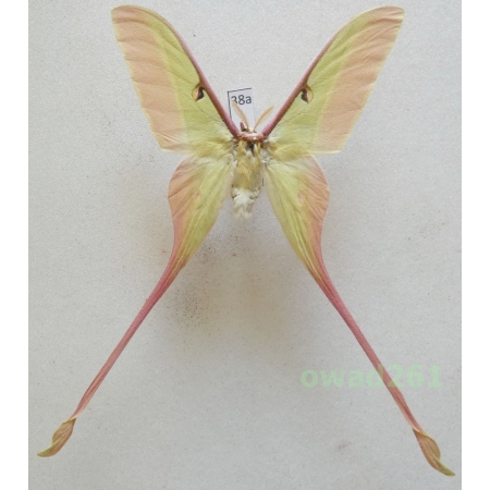 Actias dubernardi (Oberthür, 1897) male ex. ovo China 74mm38a